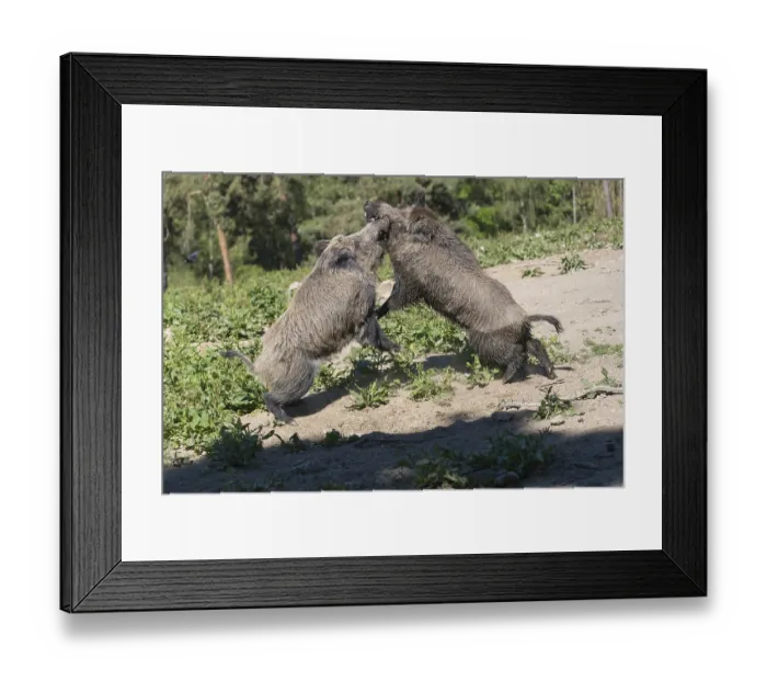 Framed Print : Two adult wild boar or wild pig (Sus scrofa)