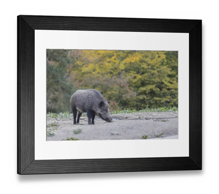 Framed Print : One wild boar or wild pig (Sus scrofa) Framed Print : One wild boar or wild pig (Sus scrofa)