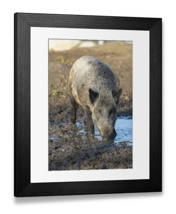 Framed Print : One wild boar or wild pig (Sus scrofa)