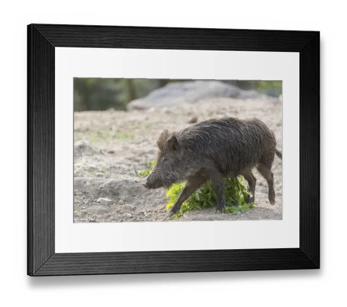Framed Print : One young wild boar or wild pig (Sus scrofa)
