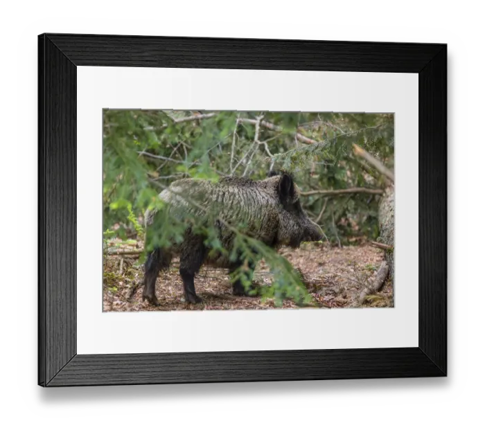 Framed Print : One wild boar or wild pig (Sus scrofa) walks thru a forest