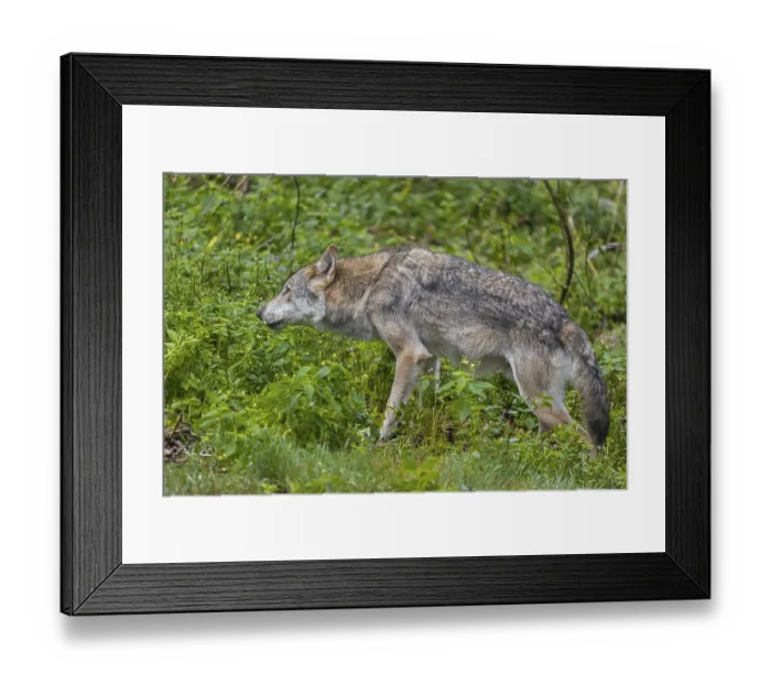 Framed Print : One adult eurasian gray wolf (Canis lupus lupus) walking through the green undergrowth at a forest edge