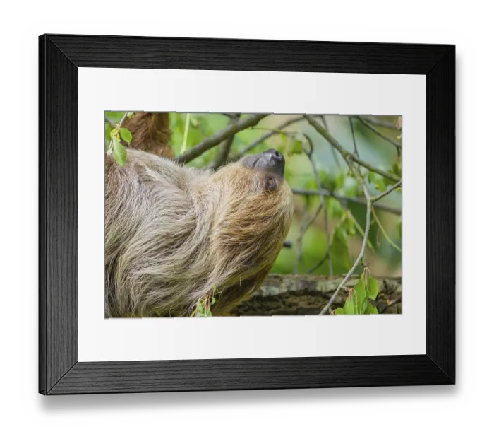 Framed Print : Sideview portrait of A Linnaeus's two-toed sloth (Choloepus didactylus) Framed Print : Sideview portrait of A Linnaeus's two-toed sloth (Choloepus didactylus)