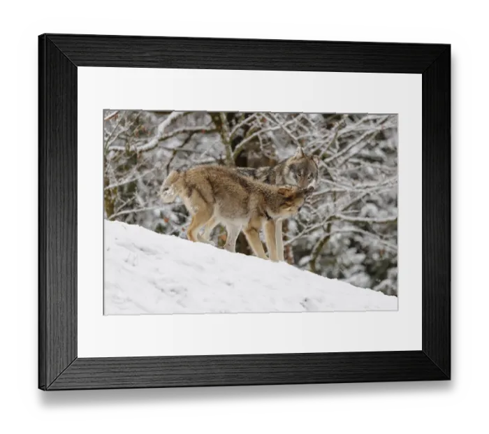 Framed Print : A young grey wolf (Canis lupus lupus) plays with its father on the sloping Framed Print : A young grey wolf (Canis lupus lupus) plays with its father on the sloping