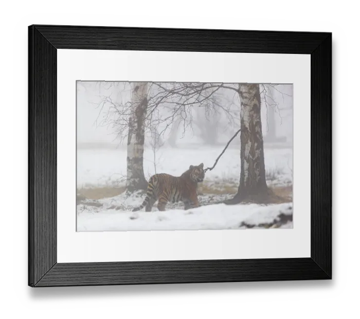 Framed Print : One young Siberian Tiger, Panthera tigris altaica