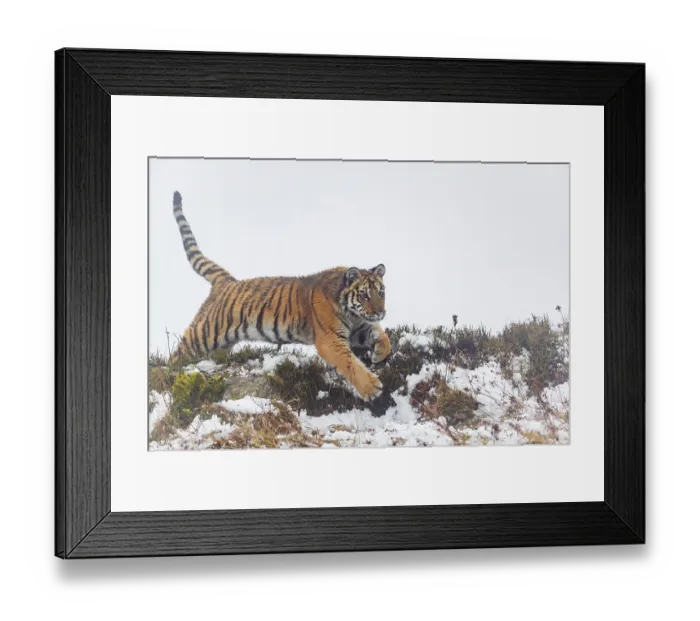Framed Print : One young Siberian Tiger, Panthera tigris altaica