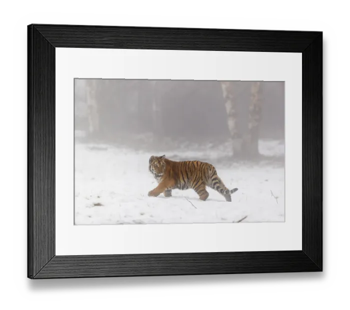 Framed Print : One young Siberian Tiger, Panthera tigris altaica