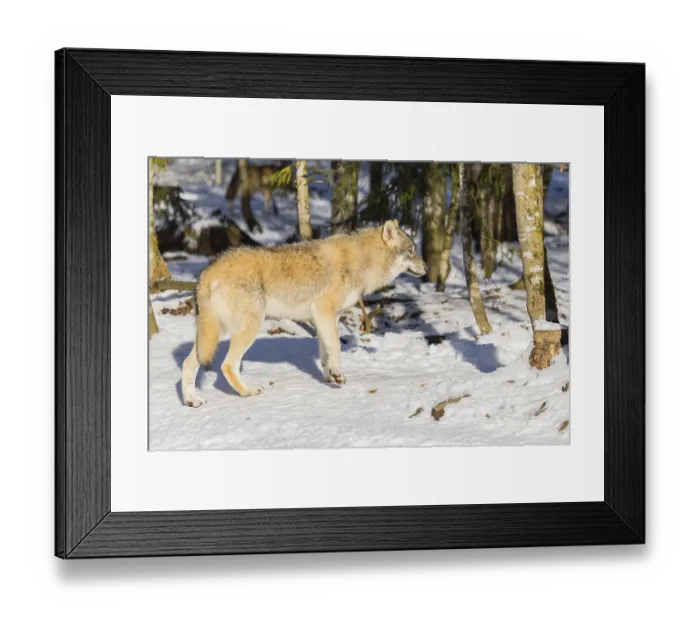 Framed Print : A young grey wolf (Canis lupus lupus) runs across the sloping