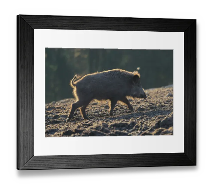 Framed Print : On a sunny day, a wild boar or wild pig (Sus scrofa) stands backlit on a frozen mound of earth