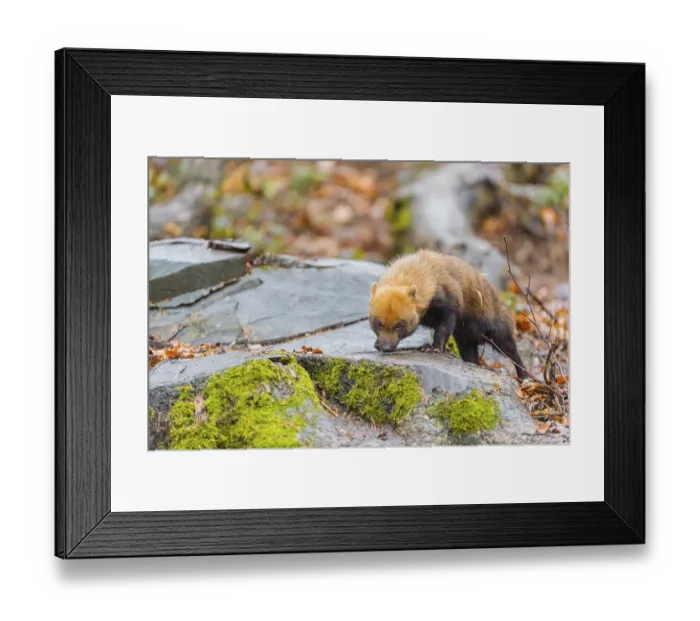 Framed Print : One Bush dog (Speothos venaticus) walking thru deforested area with dead leaves on the hilly ground in a former forest