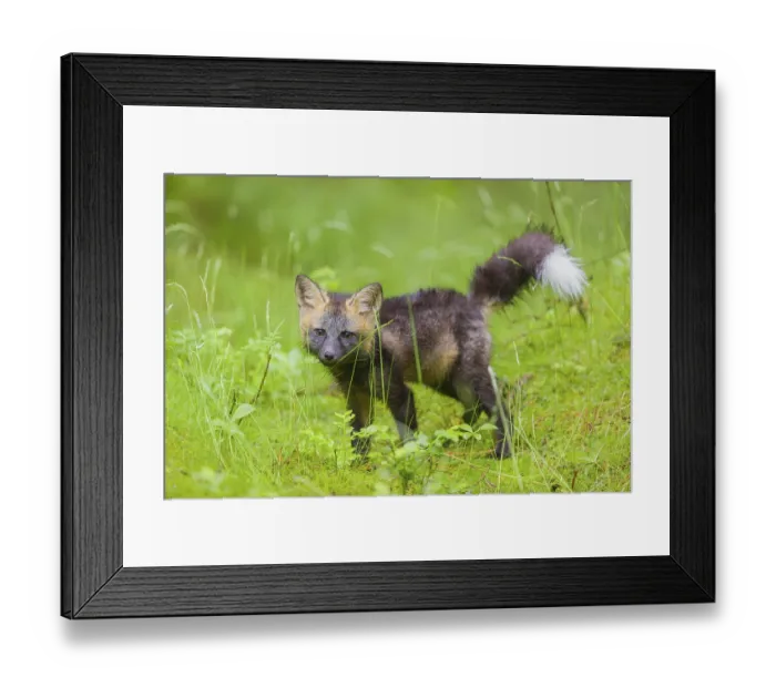 Framed Print : One young silver fox (Vulpes vulpes) exploring the surrounding of its den on the mossy forest floor
