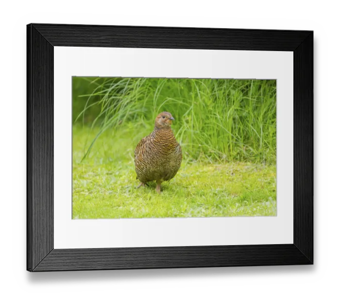 Framed Print : A female Black Grouse (Tetrao tetrix) stands on a green meadow