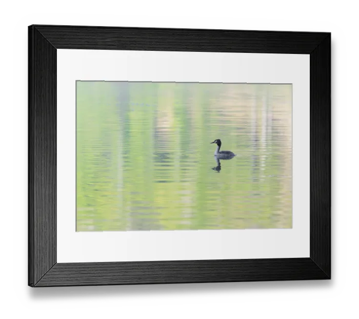 Framed Print : A great crested grebe (Podiceps cristatus)swims on a lake with intense green reflections from the forest around it