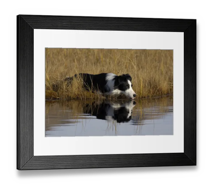 Framed Print : Border collie drinking, being reflected in a lake