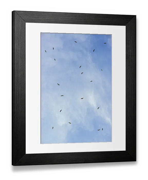 Framed Print : Griffon Vultures (Gyps fulvus) in flight