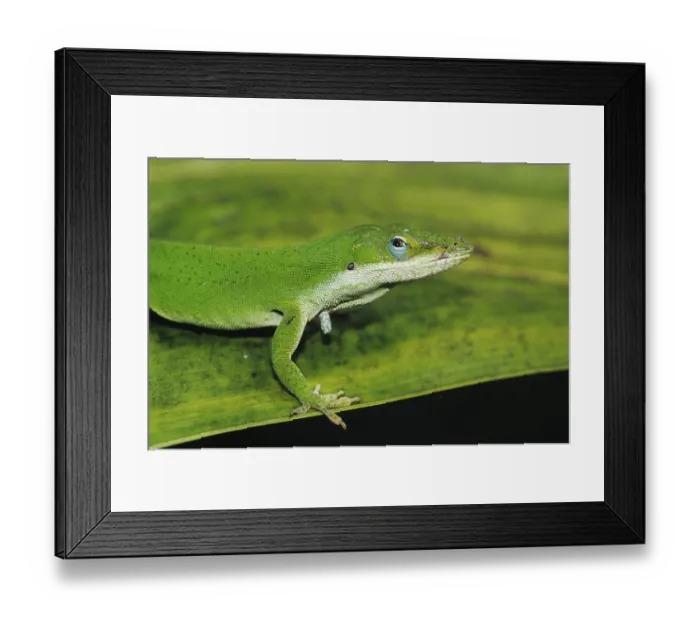 Framed Print : Green Anole (Anolis carolinensis)