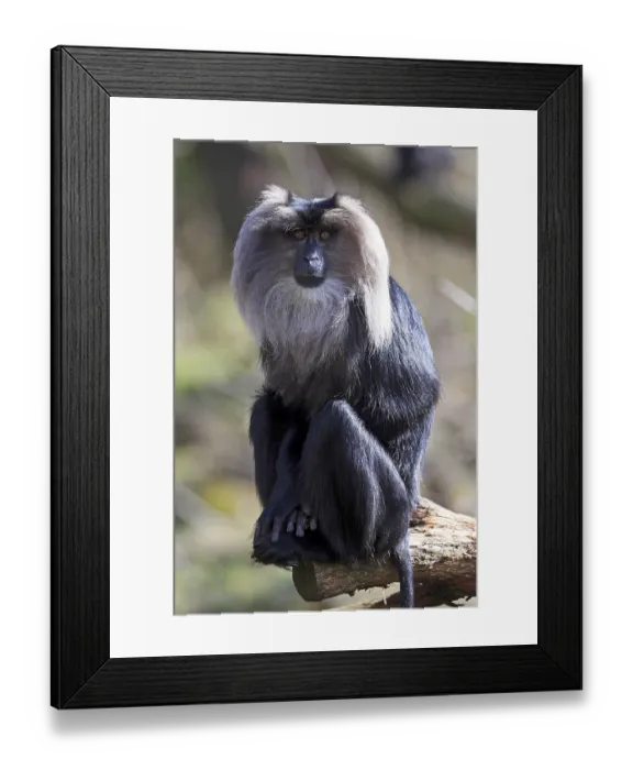 Framed Print : Lion-tailed macaque or wanderoo (Macaca silenus)