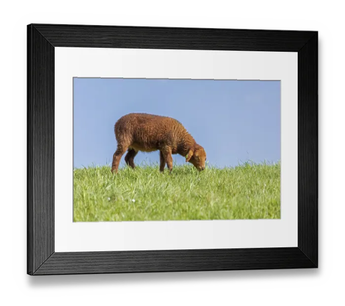 Framed Print : Lamb, brown, sheep, Elbe dyke near Bleckede