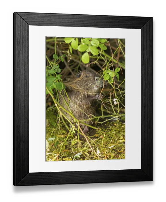 Framed Print : Nutria (Myocastor coypus) young animal standing on hind legs and eating leaf