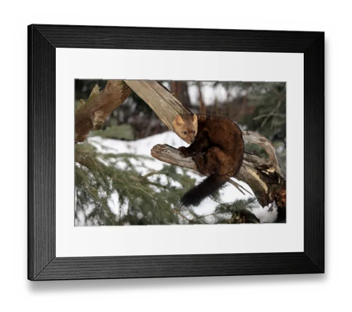 Framed Print : European Pine Marten (Martes martes) Framed Print : European Pine Marten (Martes martes)