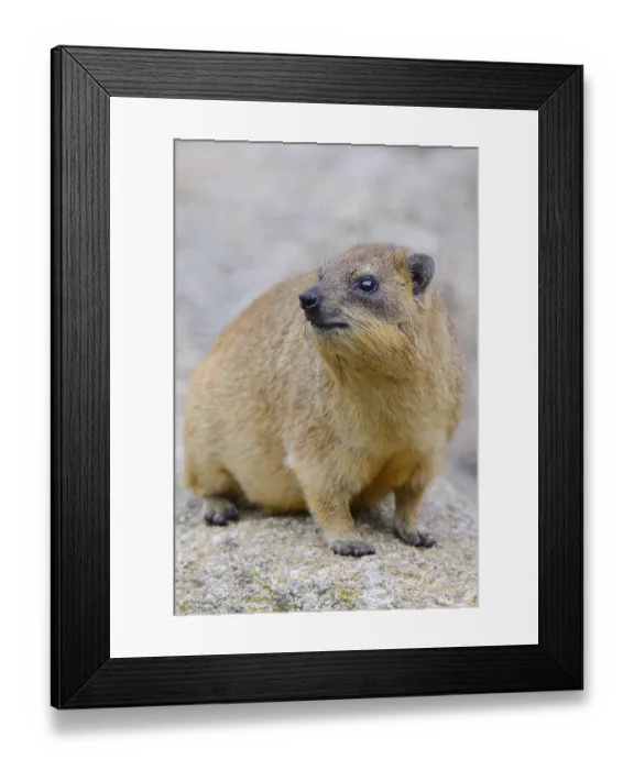 Framed Print : Rock Hyrax or Cape Hyrax (Procavia capensis)