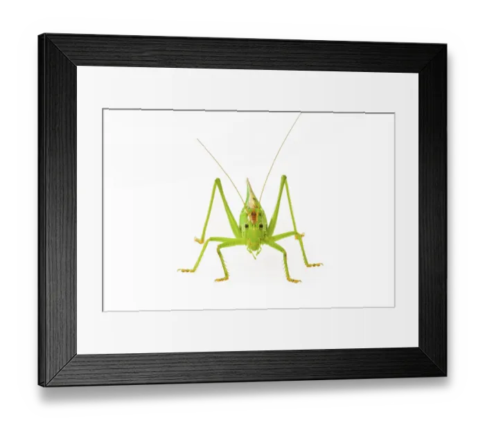 Framed Print : Green grasshopper, great green bush cricket (Tettigonia viridissima) Framed Print : Green grasshopper, great green bush cricket (Tettigonia viridissima)