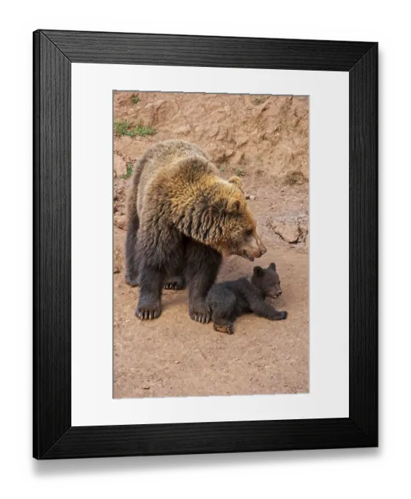 Framed Print : European brown bear, european brown bears (Ursus arctos arctos)