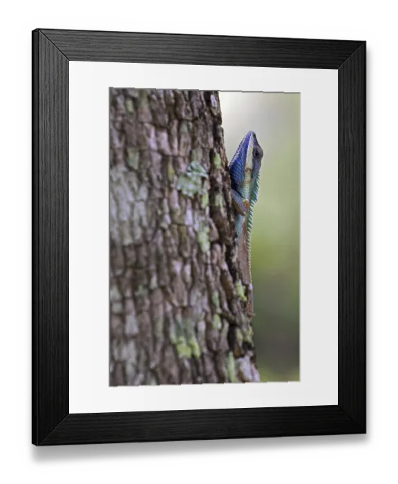 Framed Print : Oriental garden lizard (Calotes versicolor) Framed Print : Oriental garden lizard (Calotes versicolor)