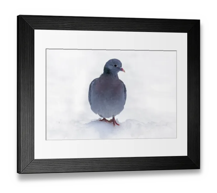Framed Print : Stock dove, stock doves (Columba oenas) Framed Print : Stock dove, stock doves (Columba oenas)