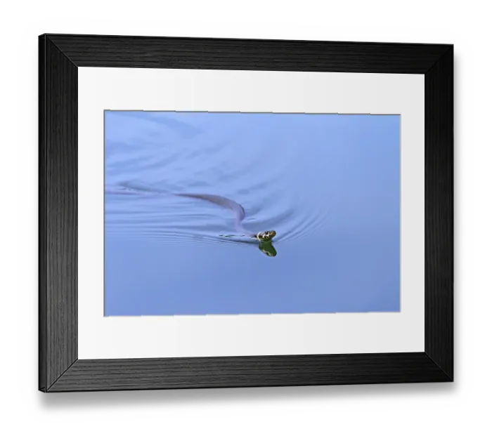 Framed Print : Grass snake (Natrix natrix), ringed snake Framed Print : Grass snake (Natrix natrix), ringed snake