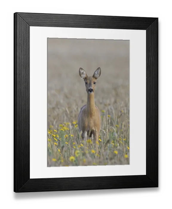 Framed Print : European roe deer (Capreolus capreolus) doe