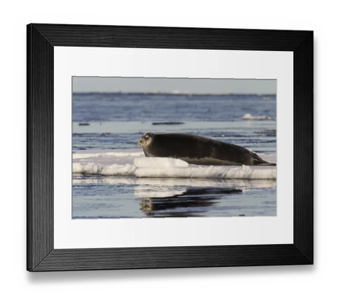 Framed Print : Bearded seal, square flipper seal (Erignathus barbatus) resting on ice floe