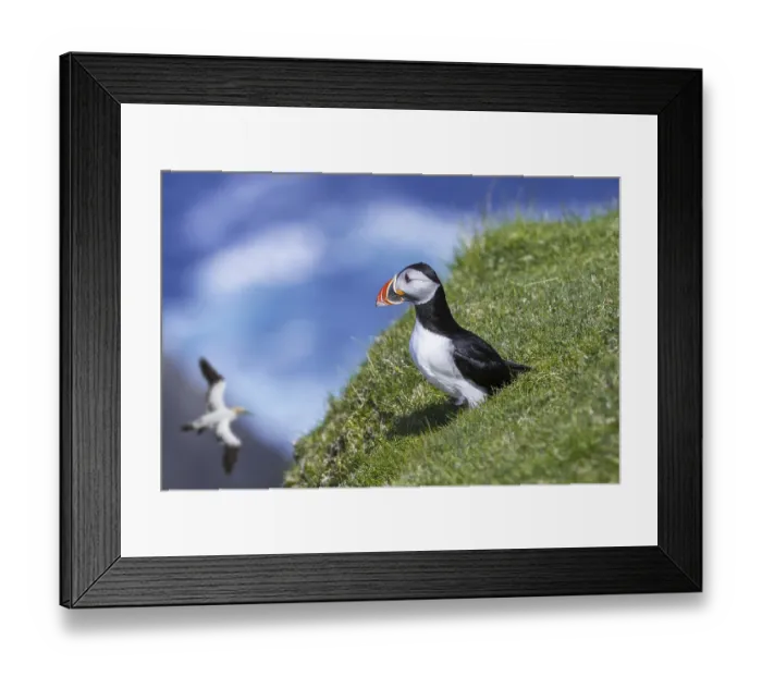 Framed Print : Atlantic puffin (Fratercula arctica) on sea cliff top in seabird colony and northern gannet passing by Framed Print : Atlantic puffin (Fratercula arctica) on sea cliff top in seabird colony and northern gannet passing by