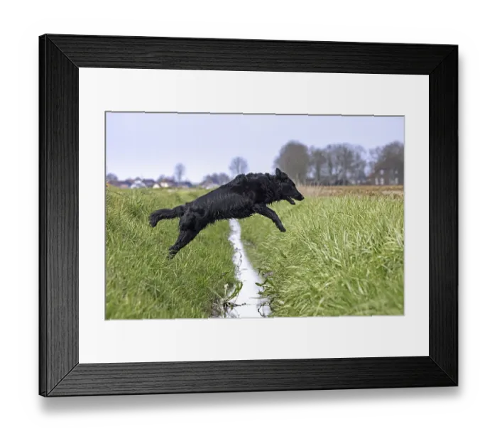 Framed Print : Black flat-coated retriever, gundog Framed Print : Black flat-coated retriever, gundog