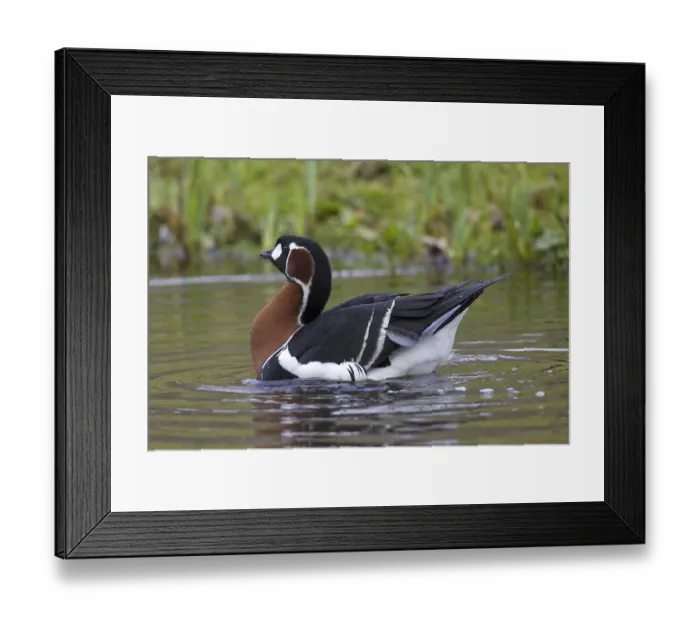 Framed Print : Red-breasted goose (Branta ruficollis) swimming in lake