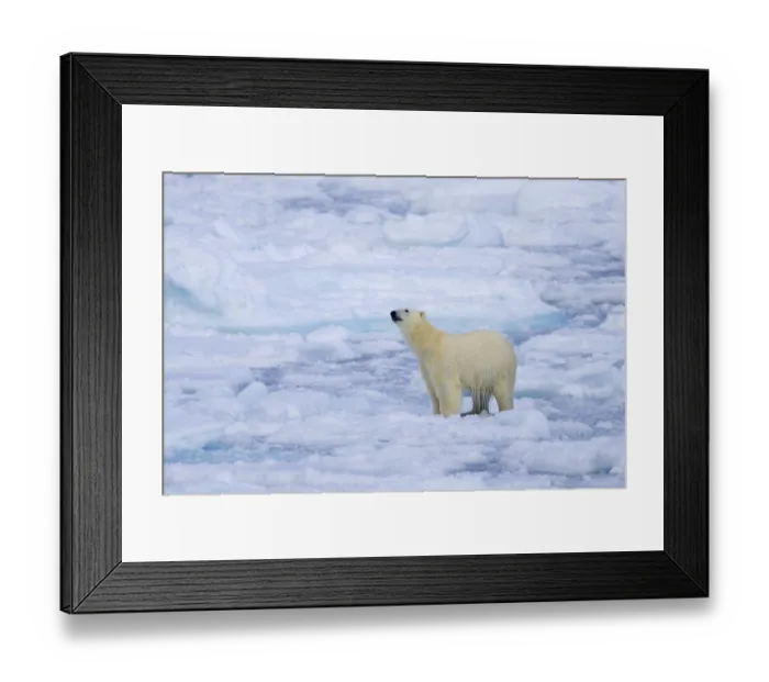 Framed Print : Lone polar bear (Ursus maritimus) hunting on pack ice