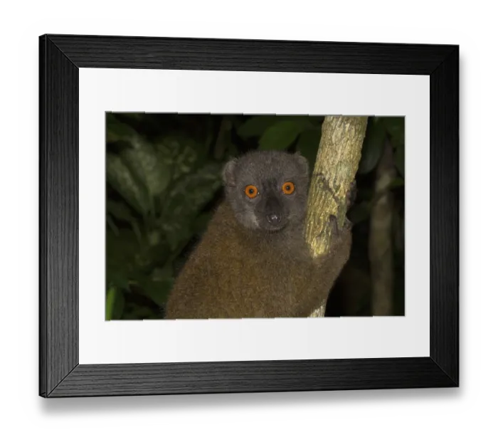 Framed Print : White-headed lemur (Eulemur albifrons)