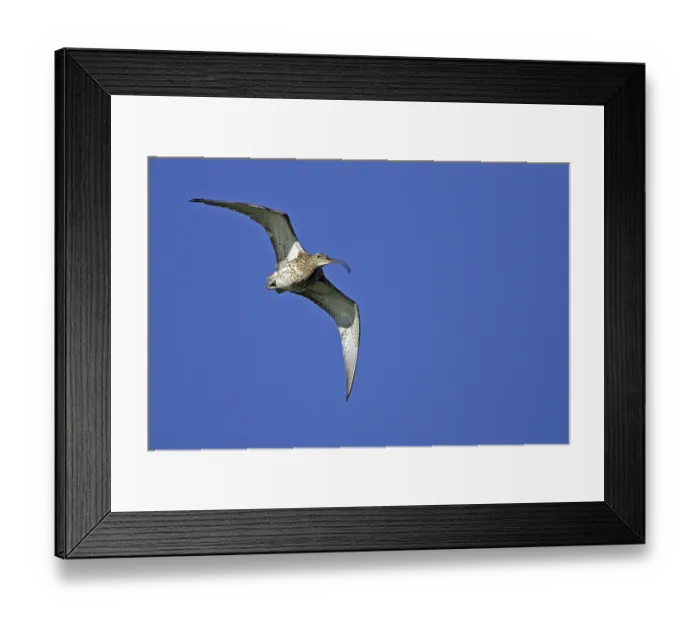 Framed Print : Eurasian curlew (Numenius arquata)