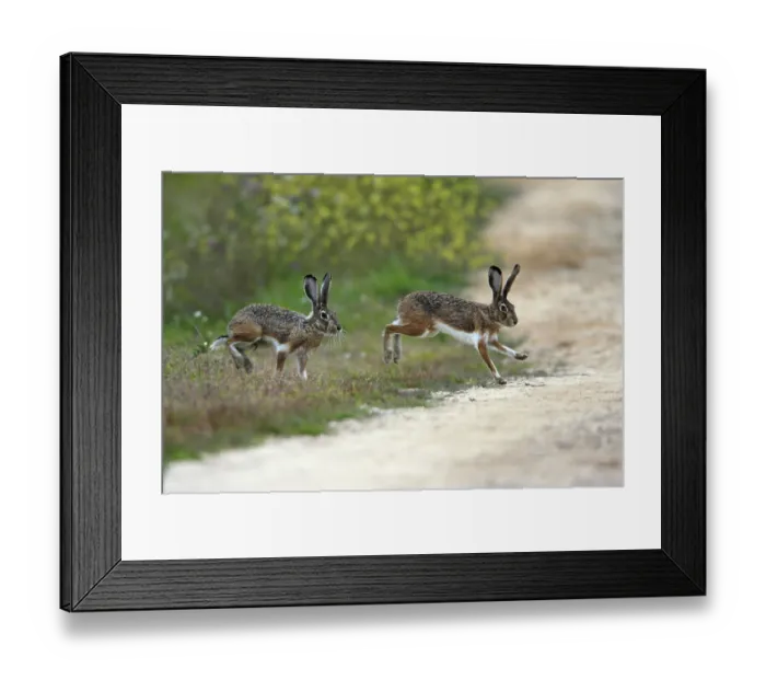 Framed Print : Granada hare (Lepus granatensis) hares Framed Print : Granada hare (Lepus granatensis) hares