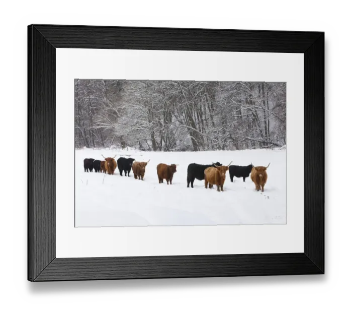 Framed Print : Scottish Highland Cattle and Black Angus Cattle