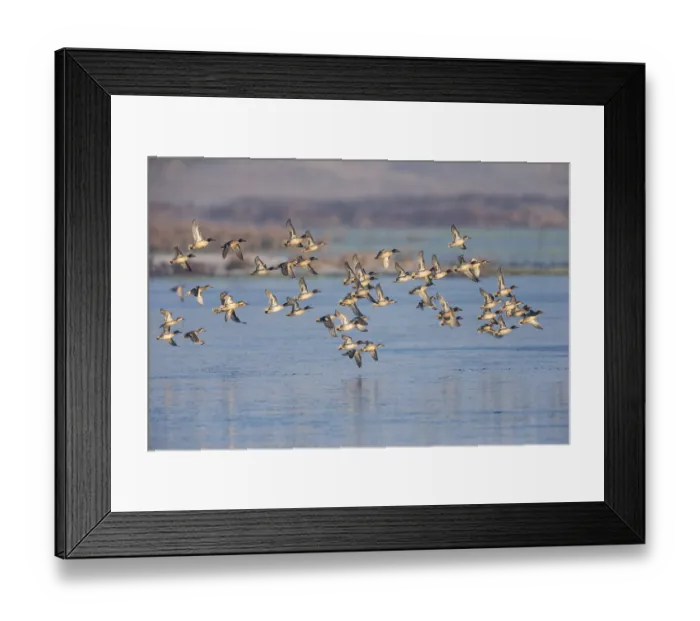 Framed Print : Eurasian Teal (Anas crecca), a flock flying over a partially frozen lake in winter
