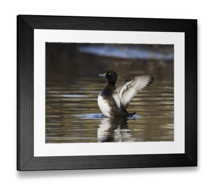 Framed Print : Tufted Duck, (Aythya fuligula)