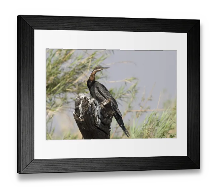 Framed Print : African Darter or Snakebird (Anhinga rufa)