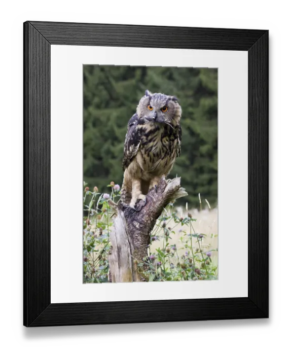 Framed Print : Eurasian Eagle Owl (Bubo bubo) with mouse Framed Print : Eurasian Eagle Owl (Bubo bubo) with mouse