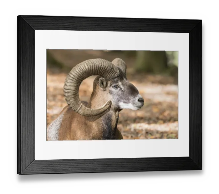 Framed Print : European mouflon (Ovis orientalis musimon) Framed Print : European mouflon (Ovis orientalis musimon)