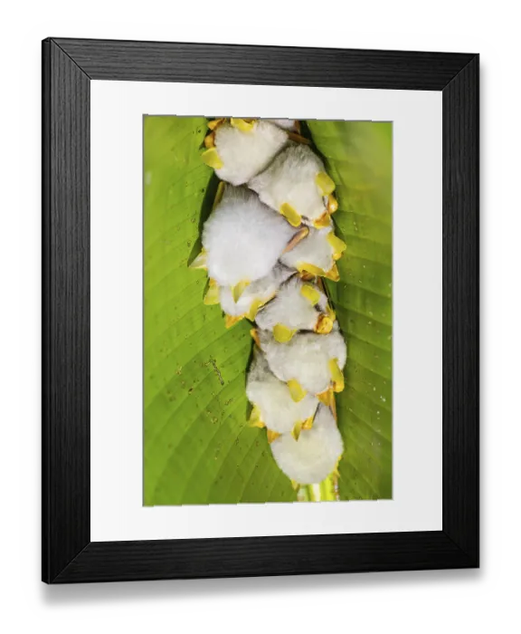 Framed Print : Yellow-eared bat (Ectophylla alba) sleeping under a leaf Framed Print : Yellow-eared bat (Ectophylla alba) sleeping under a leaf