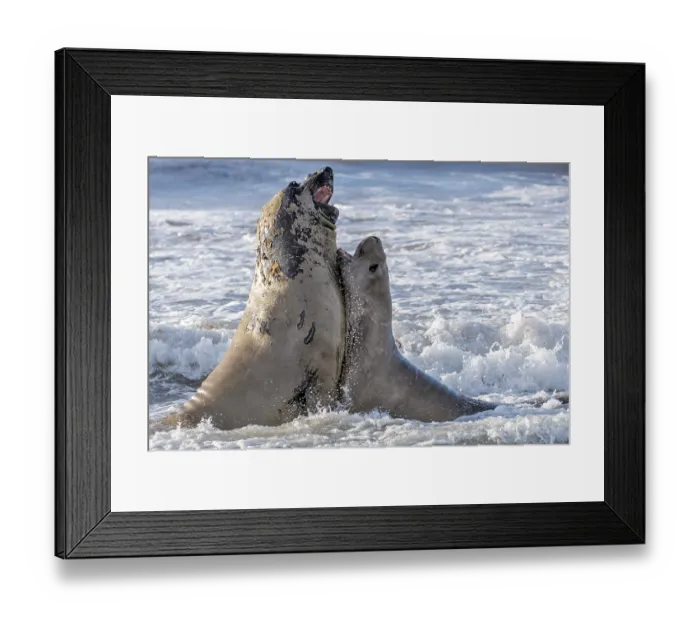Framed Print : Fighting elephant seals (Mirounga leonina) from Sea Lion Island