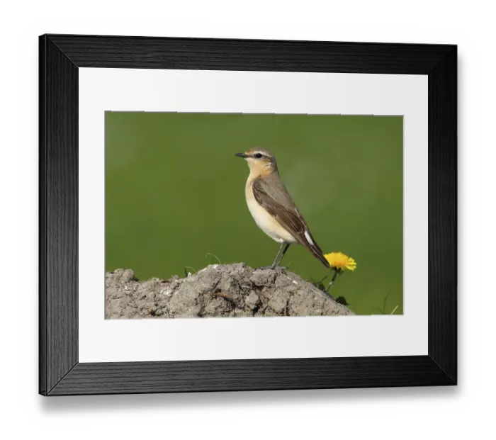Framed Print : Wheatear (Oenanthe oenanthe)