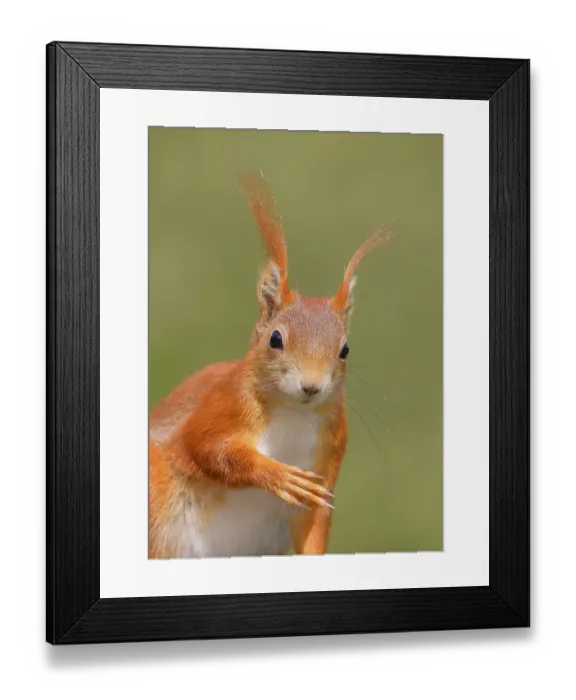 Framed Print : Eurasian red squirrel (Sciurus vulgaris) adult animal