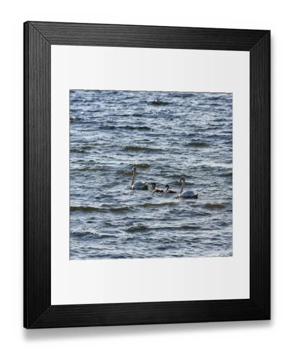 Framed Print : Two Mute swans (Cygnus olor) with young birds Framed Print : Two Mute swans (Cygnus olor) with young birds